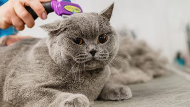 Photo of Cat Grooming: a Very Important Issue