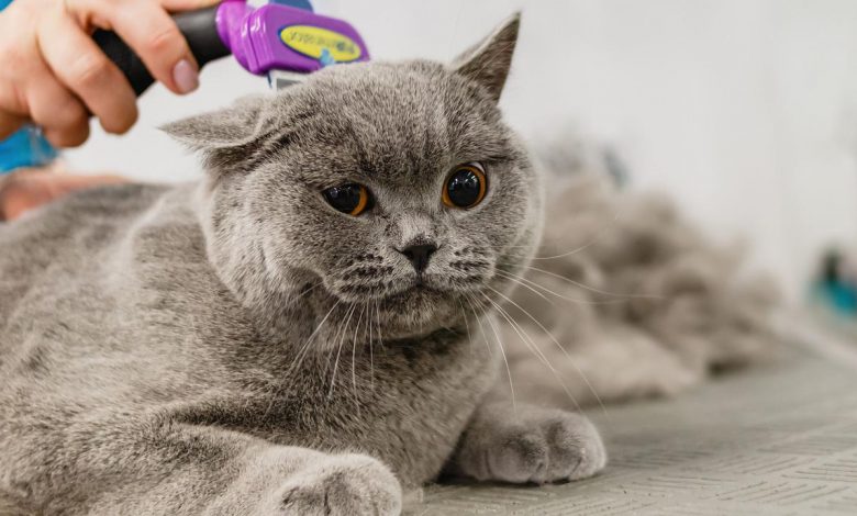 Cat grooming a very important issue