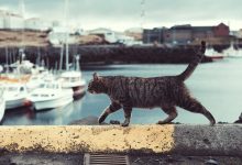 Photo of Cats are able to travel miles to find their home