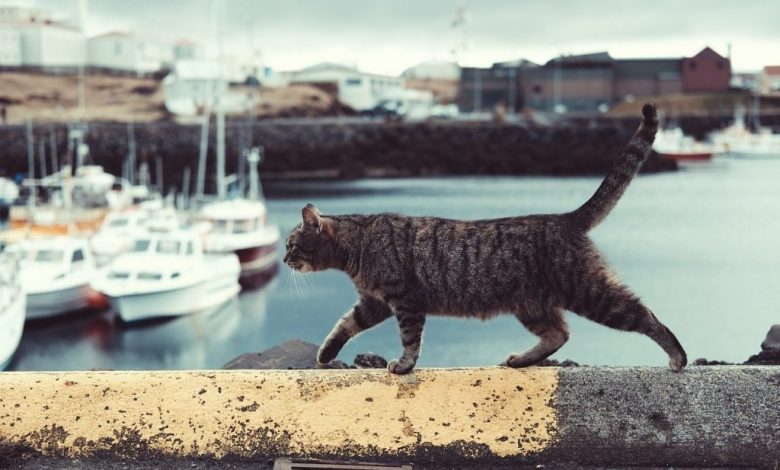 Cats are able to travel miles to find their home