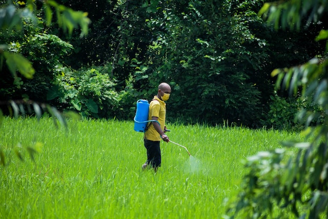 a-man-spraying-pesticide-on-paddy-field